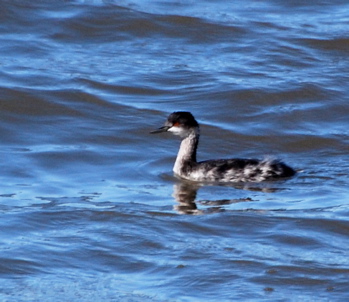 Winter Horned Grebe picturegallery171325.tmp/SBSSbunny.jpg