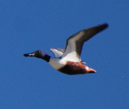 Northern Shoveler picturegallery171325.tmp/SBSSbunny.jpg