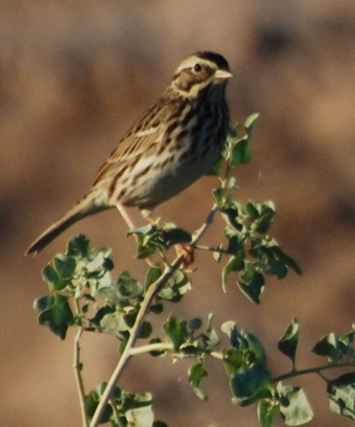 Pacific Northwest Song Sparrow picturegallery171325.tmp/SBSSbunny.jpg