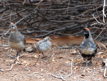 Gambel's Quail picturegallery171325.tmp/SBSSbunny.jpg