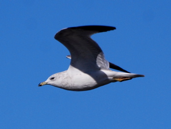 Gulls picturegallery171325.tmp/SBSSbunny.jpg