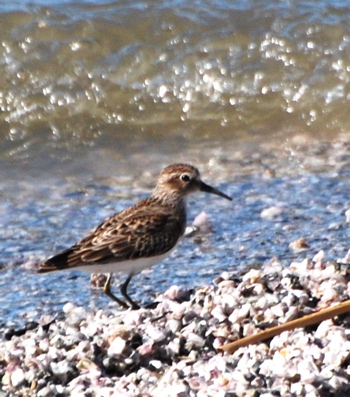 Fall Sandpiper picturegallery171325.tmp/SBSSbunny.jpg