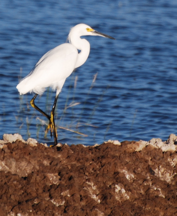 Snowy Egret picturegallery171325.tmp/SBSSbunny.jpg