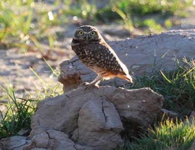 Burrowing Owl picturegallery171325.tmp/SBSSbunny.jpg