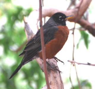 American Robin 171325.tmp/SDMwhitewingeddove.JPG