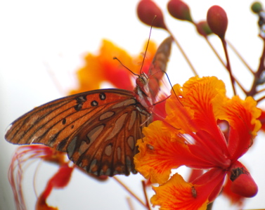 Orange Butterfly 171325.tmp/SDMwhitebutterfly.JPG
