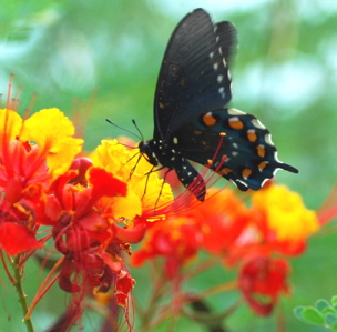 Blue Butterfly 171325.tmp/SDMwhitebutterfly.JPG