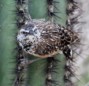 Cactus Wren 171325.tmp/SDMcactuswren3.JPG