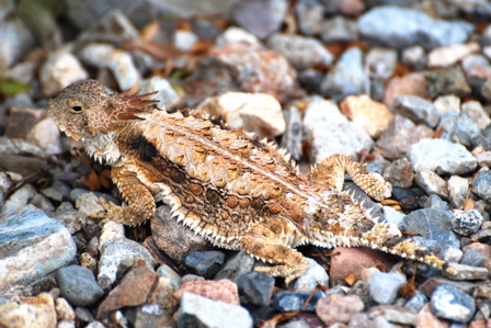 Horny Toad 171325.tmp/SDMprierredog.JPG