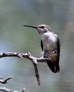 Female Blue-throated Hummingbird 171325.tmp/SDMwhitewingeddove.JPG