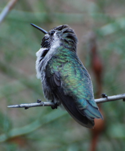 White-eared Hummingbird 171325.tmp/SDMwhitewingeddove.JPG