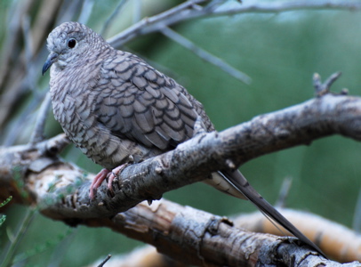 Inca dove 171325.tmp/SDMwhitewingeddove.JPG