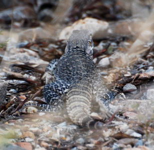 large Desert Lizard 171325.tmp/SDMprierredog.JPG