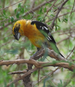 Male black-headed grosbeak 171325.tmp/SDMwhitewingeddove.JPG