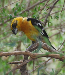 Male black-headed grosbeak 171325.tmp/SDMwhitewingeddove.JPG