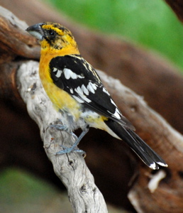 Male black-headed grosbeak 171325.tmp/SDMwhitewingeddove.JPG