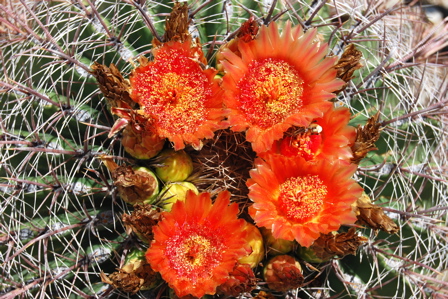 Orange cactus flower 171325.tmp/SDMyellowcatusflower.JPG