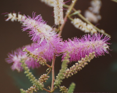 Purple desert flower 171325.tmp/SDMyellowcatusflower.JPG