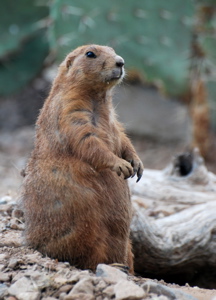 desert rodent 171325.tmp/SDMprierredog.JPG