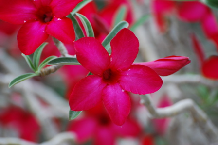 Desert tree flower 171325.tmp/SDMyellowcatusflower.JPG