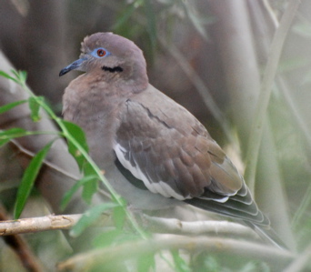 White winged dove 171325.tmp/SDMwhitewingeddove.JPG