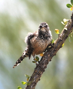 Cactus Wren 171325.tmp/SDMmalegilawoodpecker.JPG