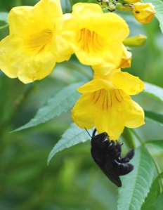 Yellow flowers with visting Bumble Bee 171325.tmp/SDMwhitebutterfly.JPG