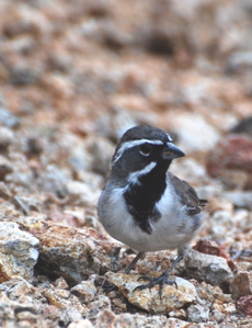 Black-throated sparrow 171325.tmp/SDMwhitewingeddove.JPG