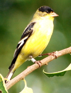 picturegallery171325.tmp/SPAZbandedmalegreenbackedlessergoldfinch.JPG