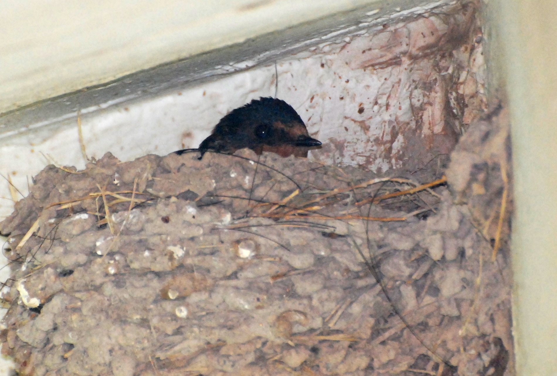 Barn Swallow nesting on The San Pedro House171325.tmp/SPAZbarnswallownest.JPG