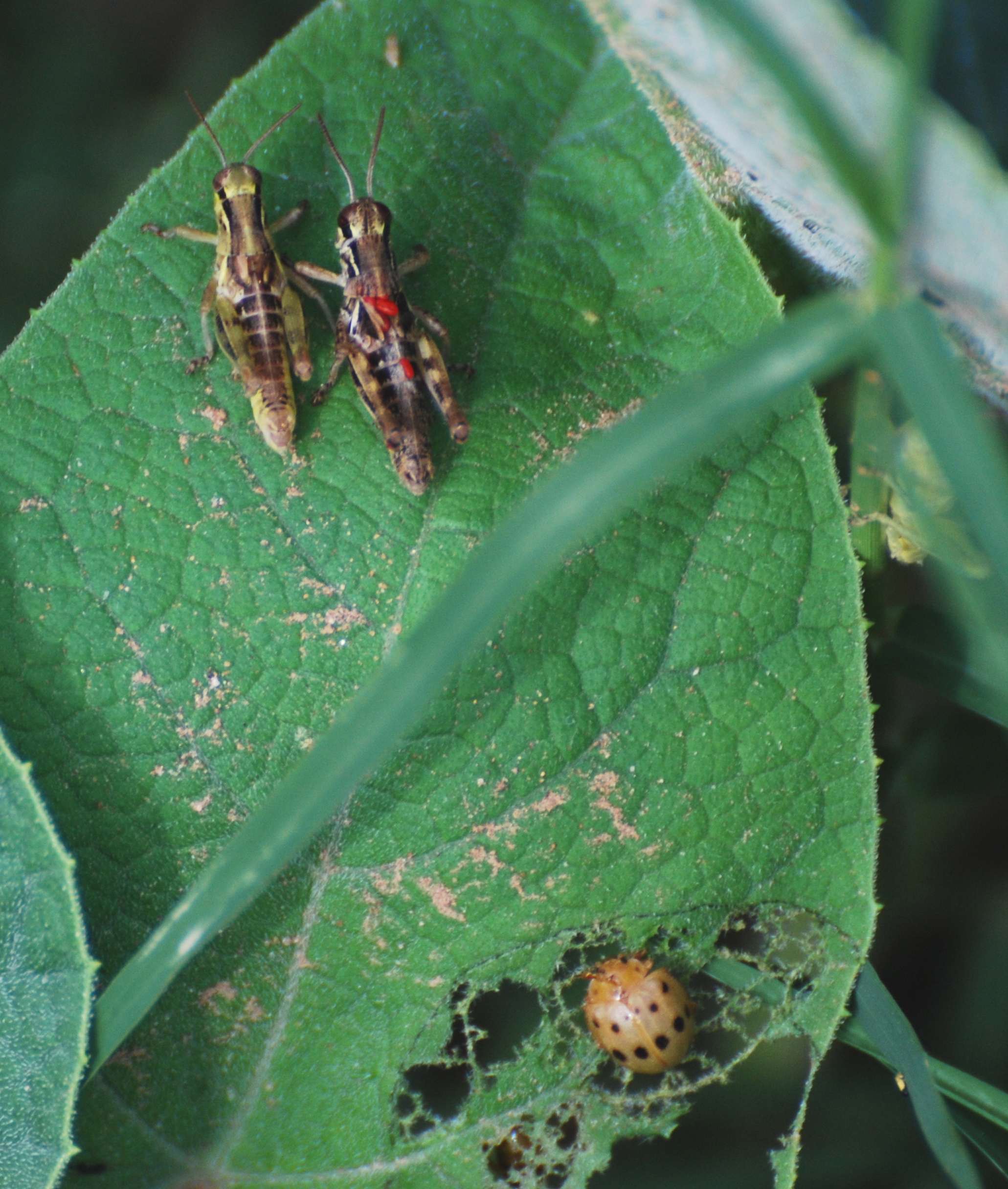 insects san pedro arizona171325.tmp/SPAZbugs.JPG