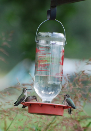 Hummingbird Feeders171325.tmp/SPAZbarnswallownest.JPG