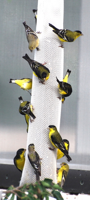 Lesser Goldfinches 171325.tmp/SPAZbarnswallownest.JPG