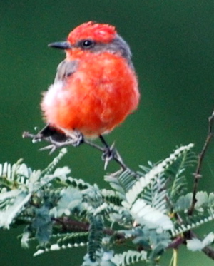 Male Vermilion Flycatcher171325.tmp/SPAZbandedmalegreenbackedlessergoldfinch.JPG