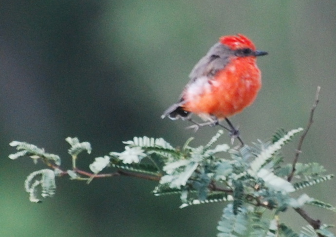 Male Vermilion Flycatcher171325.tmp/SPAZmalevermilionflycatcher1.JPG