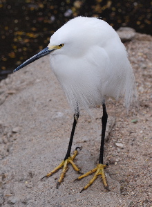 Snowy Egret171325.tmp/Snowy Egret.jpg