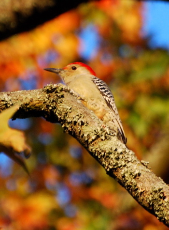 picturegallery171325.tmp/WVMaleRedbelliedWoodpecker3.jpg