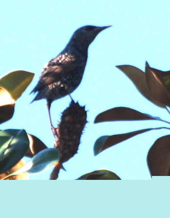 picturegallery171325.tmp/WINTER EUROPEAN STARLING.jpg