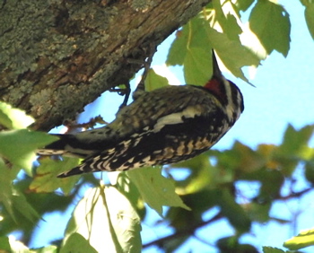 picturegallery171325.tmp/WVyellowBELLIEDSAPSUCKER2.jpg