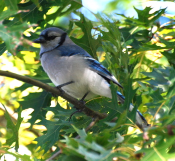 Blue Jay picturegallery171325.tmp/WVbluejay.jpg