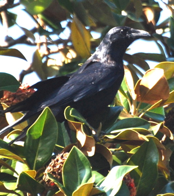 picturegallery171325.tmp/WVfishcrow.jpg