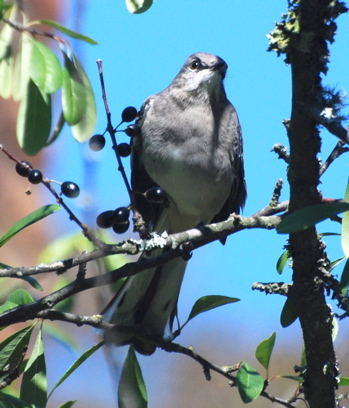 Northern Mocking Bird picturegallery171325.tmp/WVyellowBELLIEDSAPSUCKER2.jpg