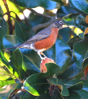 AMERICAN ROBIN picturegallery171325.tmp/WVyellowBELLIEDSAPSUCKER2.jpg