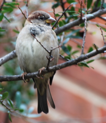 Sparrows picturegallery171325.tmp/WVyellowBELLIEDSAPSUCKER2.jpg