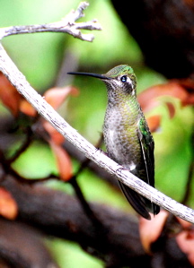 Female Magnificent Hummer171325.tmp/aBBfemalemagnificent4.JPG