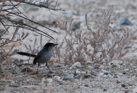 Black-tailed Gnatcatcher 171325.tmp/smbirdd.jpg