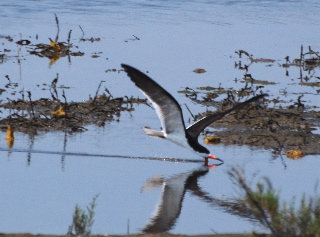 Black Skimmer 171325.tmp/blackskimmer.JPG