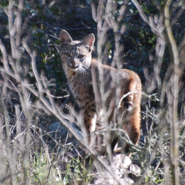 picturegallery171325.tmp/bobcat1.jpg