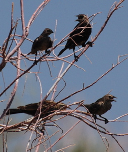 Brown headed cowbird171325.tmp/Cbonedisply.JPG
