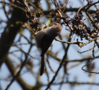 Bushtit171325.tmp/Bushtit .jpg